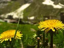 アーユルヴェーダの母体、ヒマラヤ。ここはかつて海だった場所 - アーユルヴェーダ - 海の病棟 | 福岡県大牟田市 不知火病院(うつ病の治療・入院・カウンセリング)